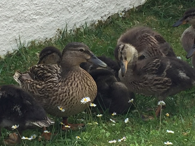 la famille de piou Img_4210