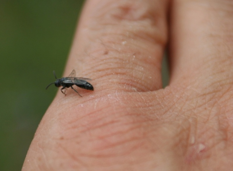 insecté étrange qui creuse dans le bois Sa11