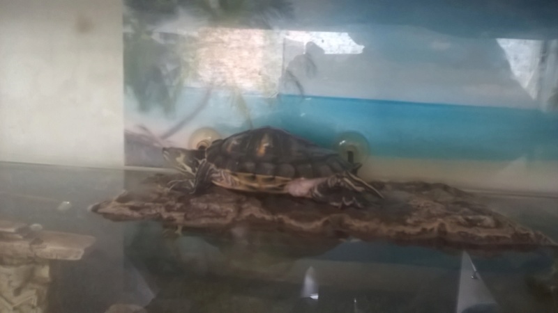 Ma tortue est gonflé sous sa carapace comme de l'eau Wp_20113