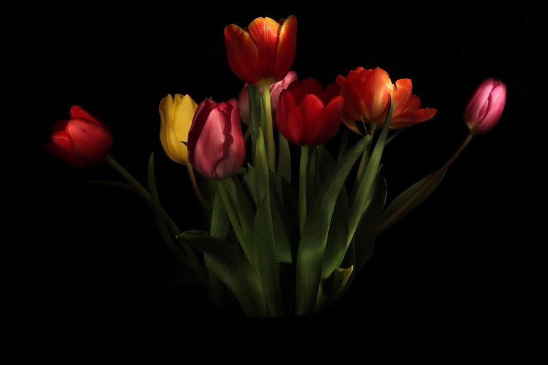 Lightpainting Tulips12