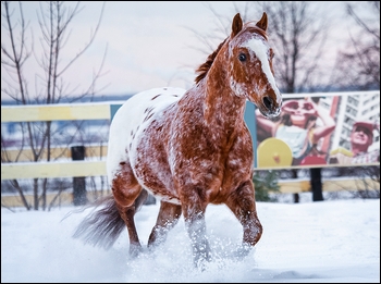 Appaloosa - Buck - Etalon Apaloo12