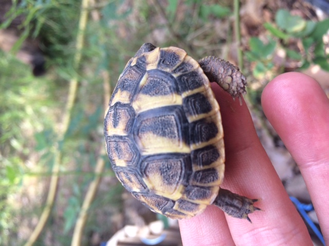 trouvée bébé tortue  Img_1111