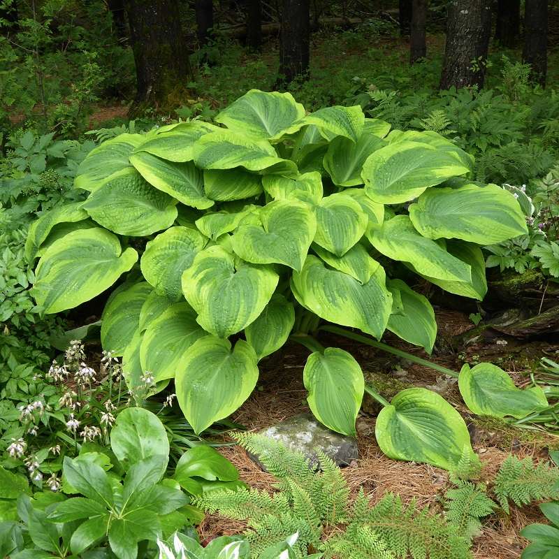 Guide d'identification: Hostas par photos - Page 2 Hosta_16