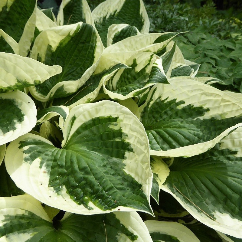 Guide d'identification: Hostas par photos - Page 3 Minute11