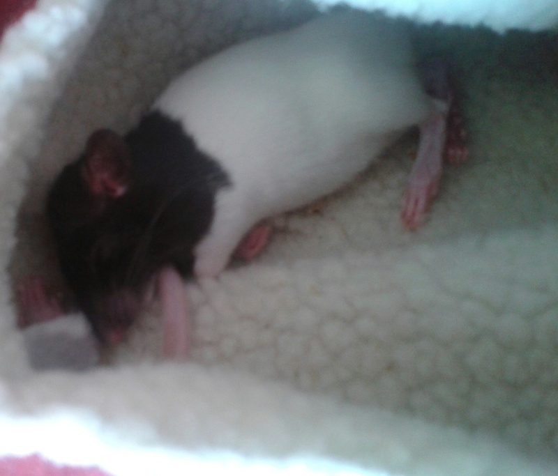 Ovarectomie et bons vétérinaires pour rats Gya_da10