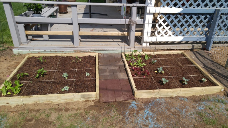 My 1st Sq Ft Garden in Rochester Garden11