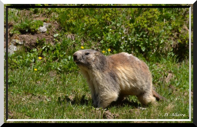 Marmottes de la Vanoise. 6_07_112