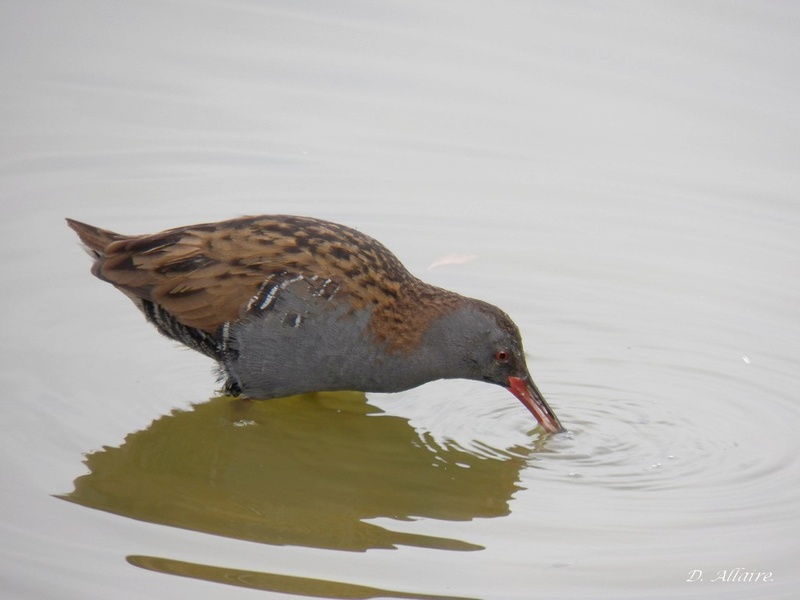 Premiere visite au Teich ! Ryserv10