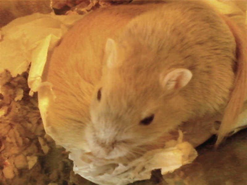 Pictures of my gerbils :) 1106-115