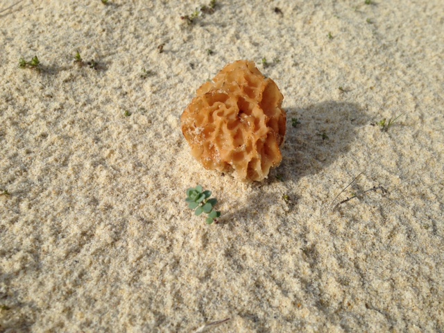 Morilles des dunes(morchella dunensis ) Img_1111