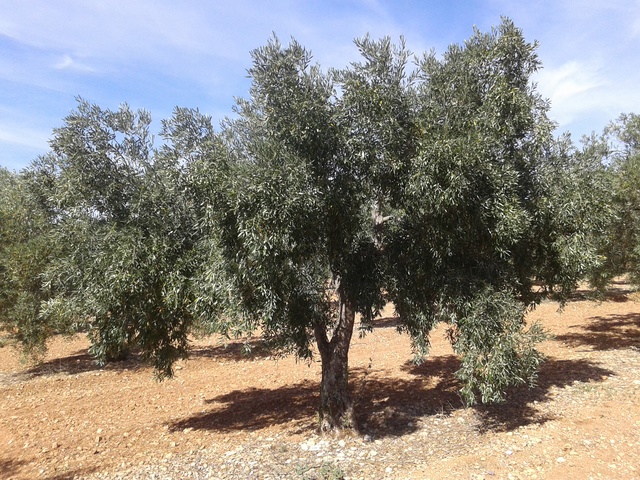 ¿Qué variedad es esta? (Sierra Sur - Sevilla) 20170616