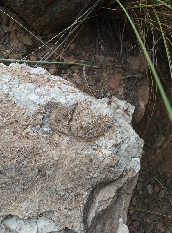 Sea Shell Fossil On North Kaibab 05311712