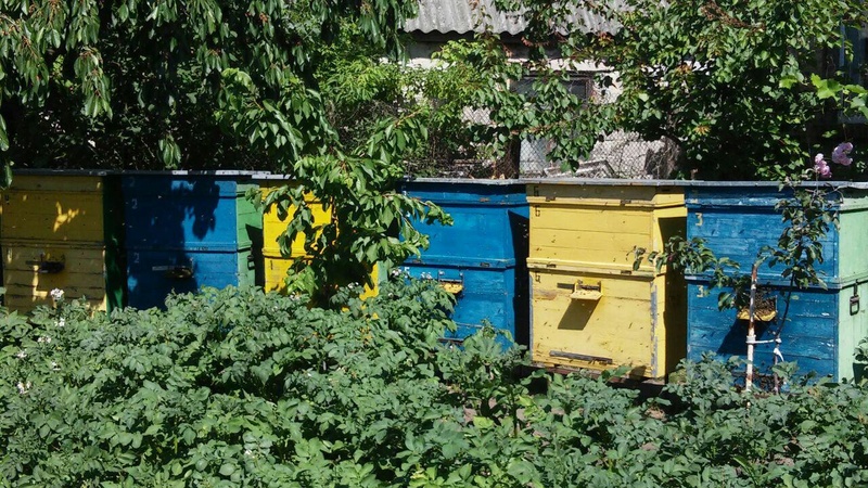 Продам пчелосемьи с ульями Photo_40