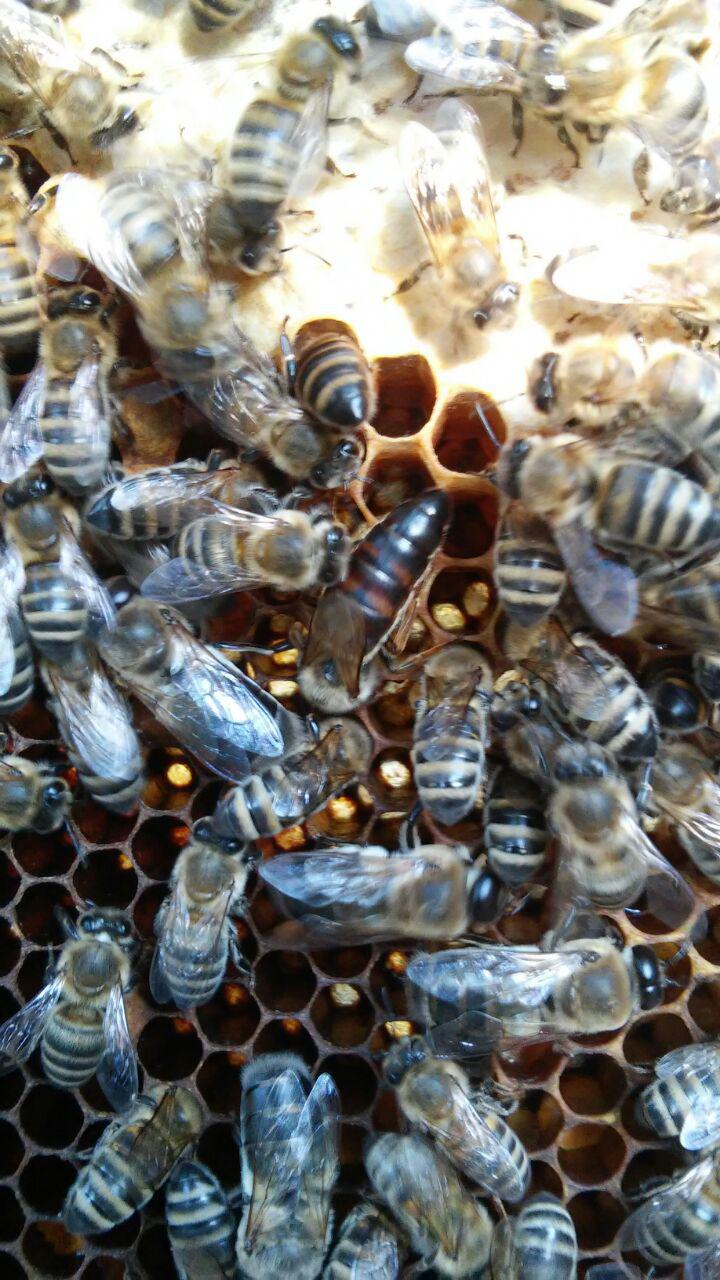 Продам пчелосемьи с ульями Photo_43