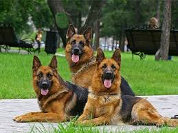 الكلاب يمكنها تمييز الشرير والطيب من بني البشر Gogo10