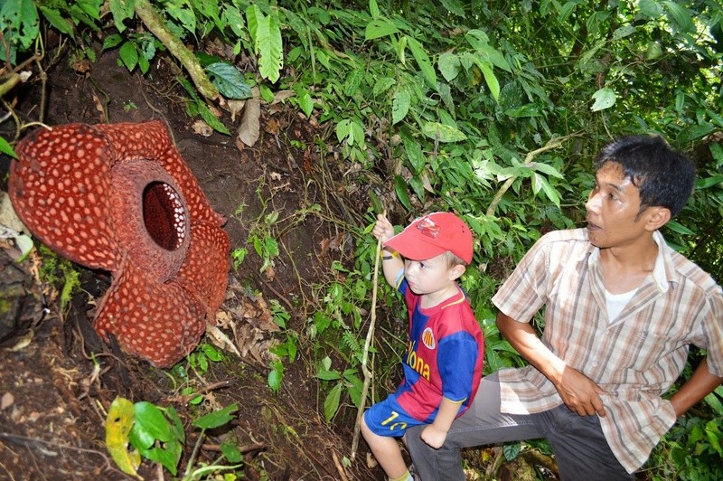 من أغرب نباتات العالم .. نبات رافليسيا أرنولدي Rafflesia arnoldii Image10