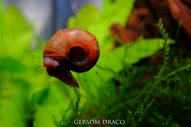 Planorbella duryi comiendo Taxyphillum sp. 411