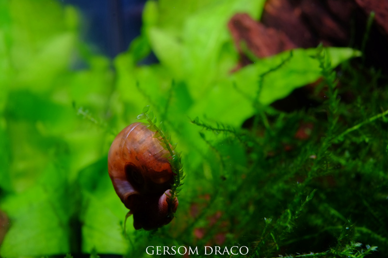 Planorbella duryi comiendo Taxyphillum sp. 711