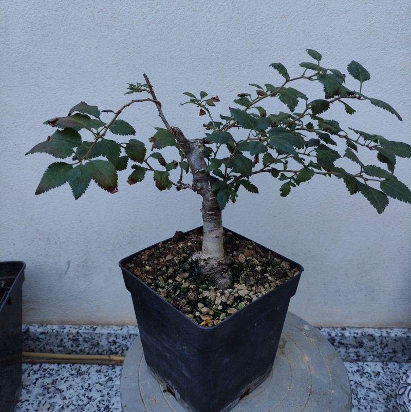 Prunus incisa - El regalado 145