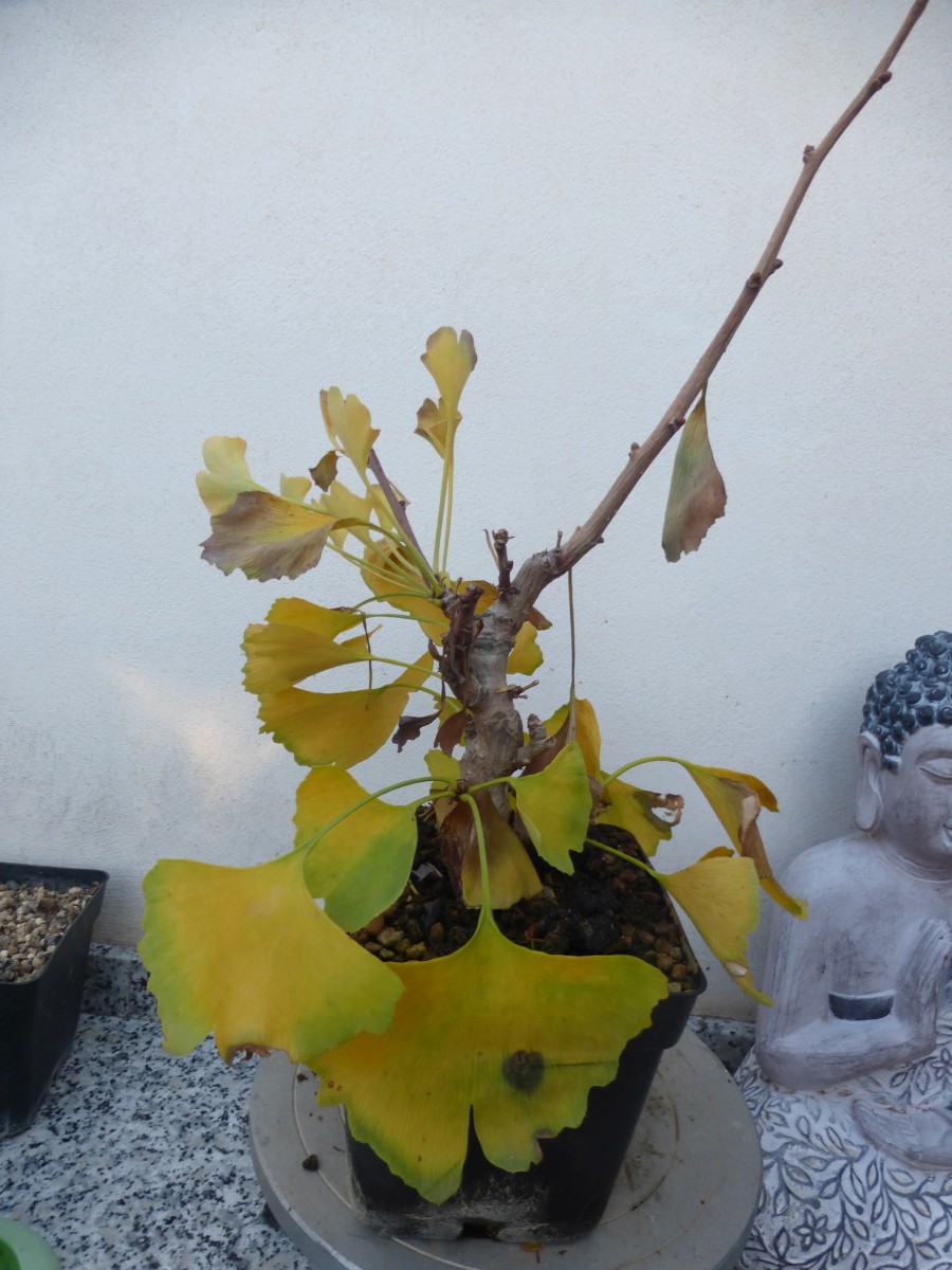 La historia de un Ginkgo shohin 160