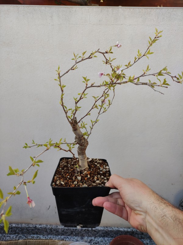 Prunus incisa - El regalado 16471012