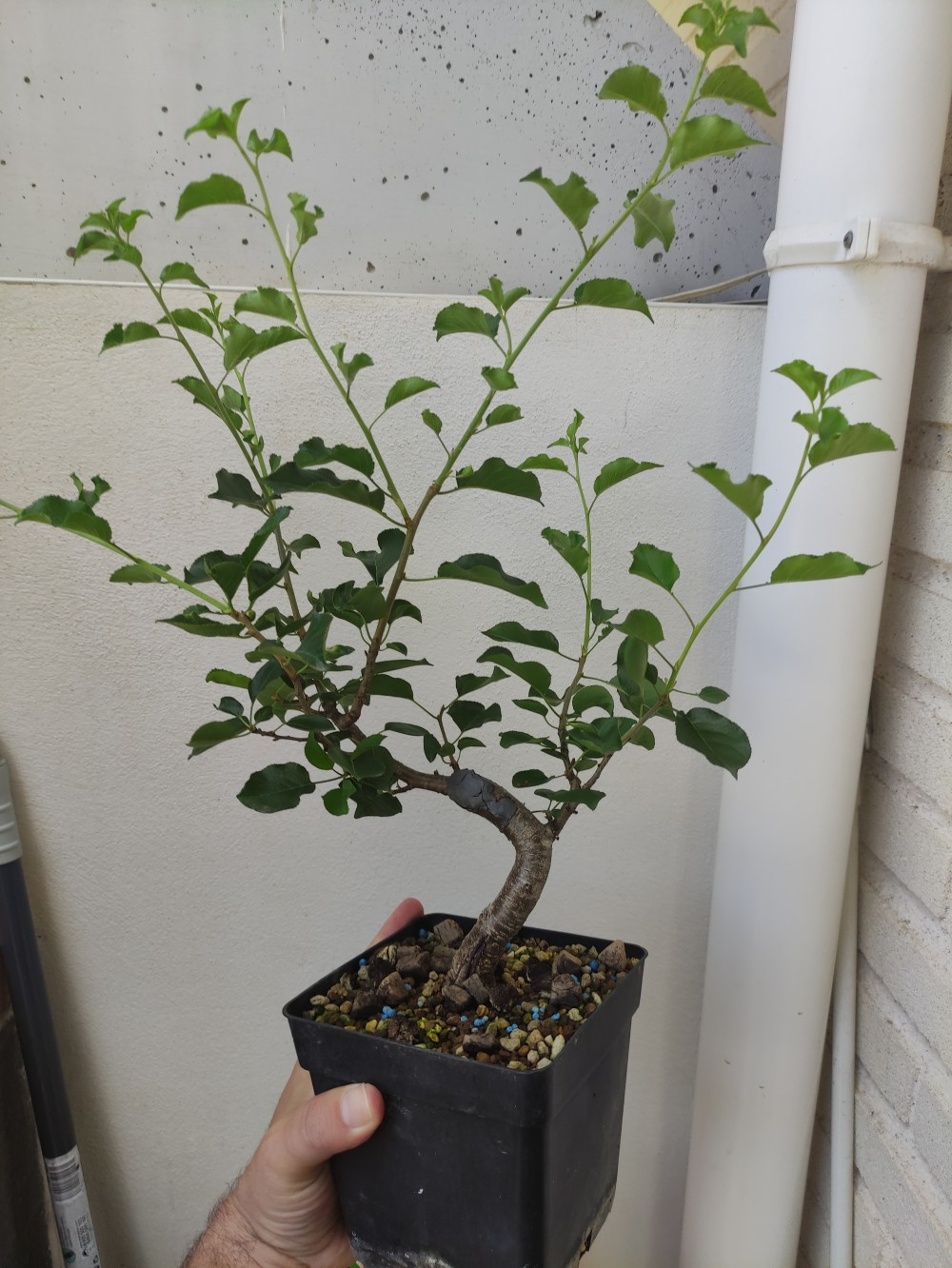 Prunus mahaleb: el caballito 16864711