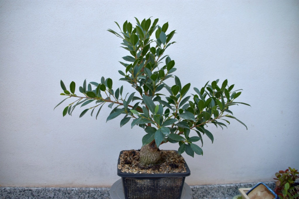 Proyecto de Ficus sumo "Leroy" 2510