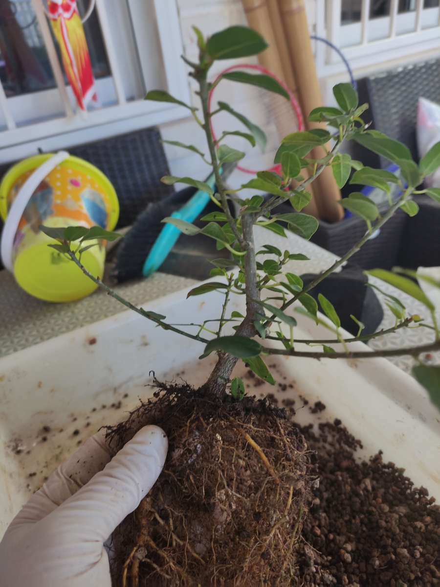 Proyecto de mame: Ficus burtt-davyi 258