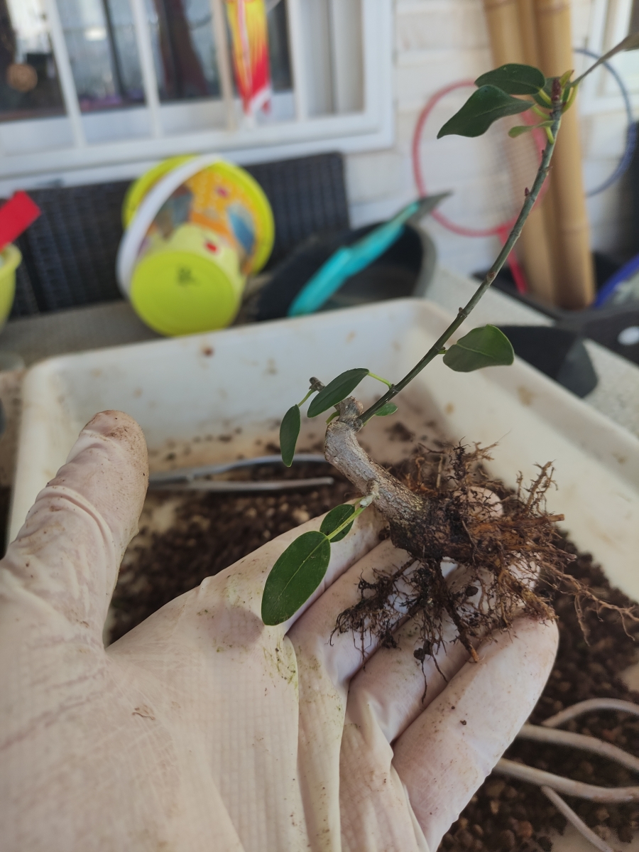 Proyecto de mame: Ficus burtt-davyi 353
