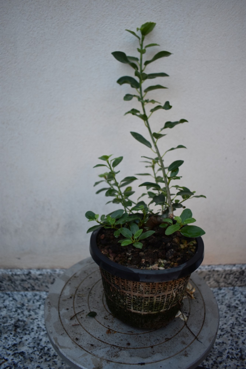Proyecto de mame: Ficus burtt-davyi 442