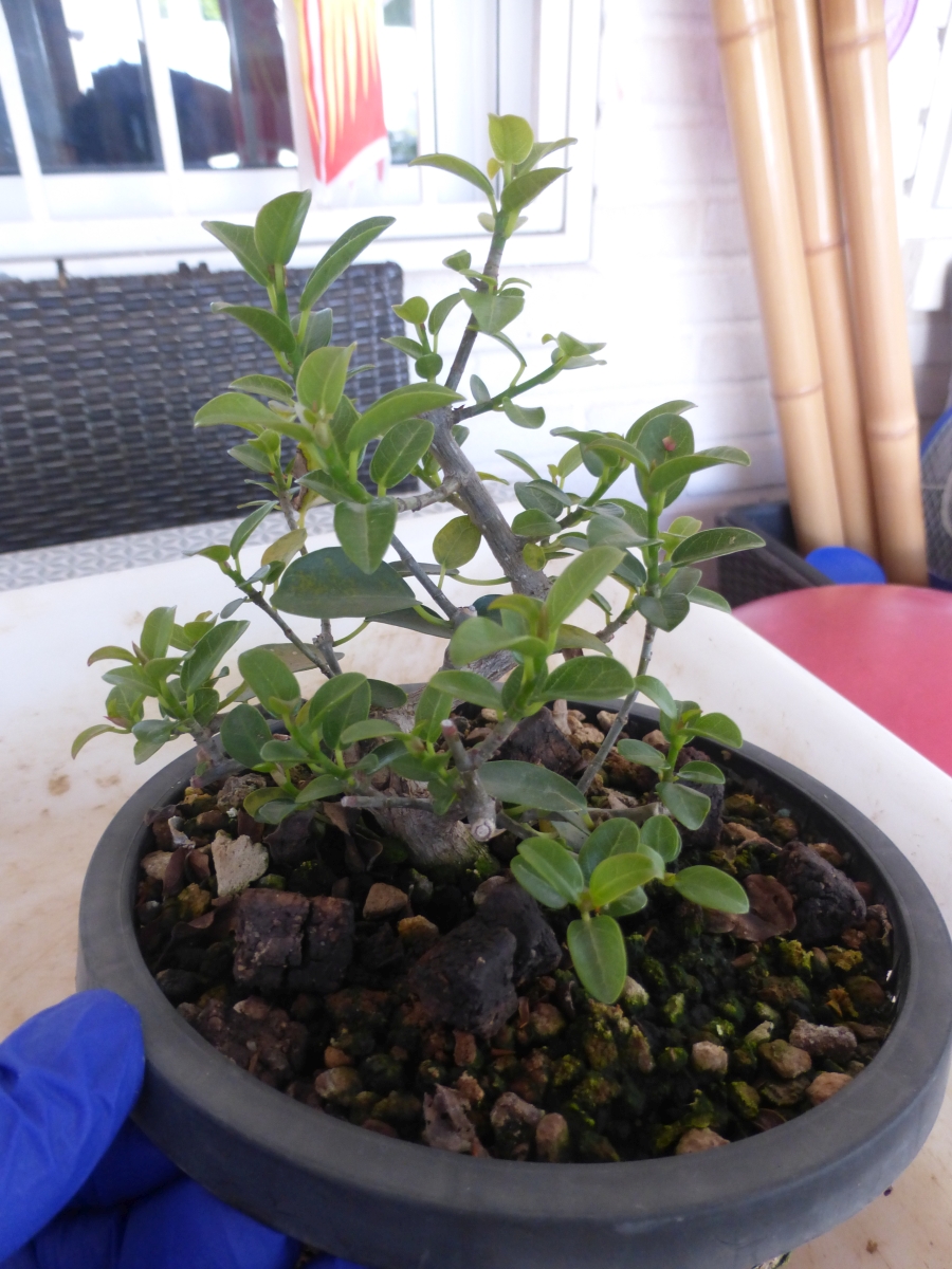 Proyecto de mame: Ficus burtt-davyi 537