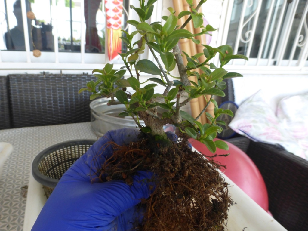 Proyecto de mame: Ficus burtt-davyi 720