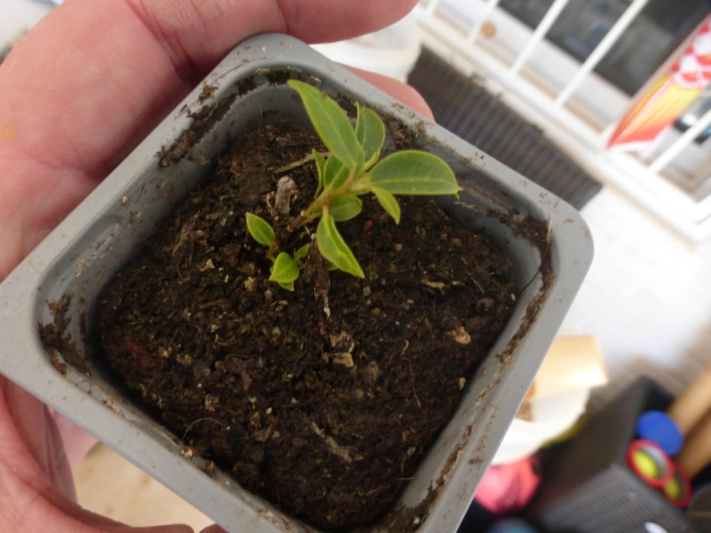 Proyecto de Ficus: F. microcarpa variedad melon seed A11