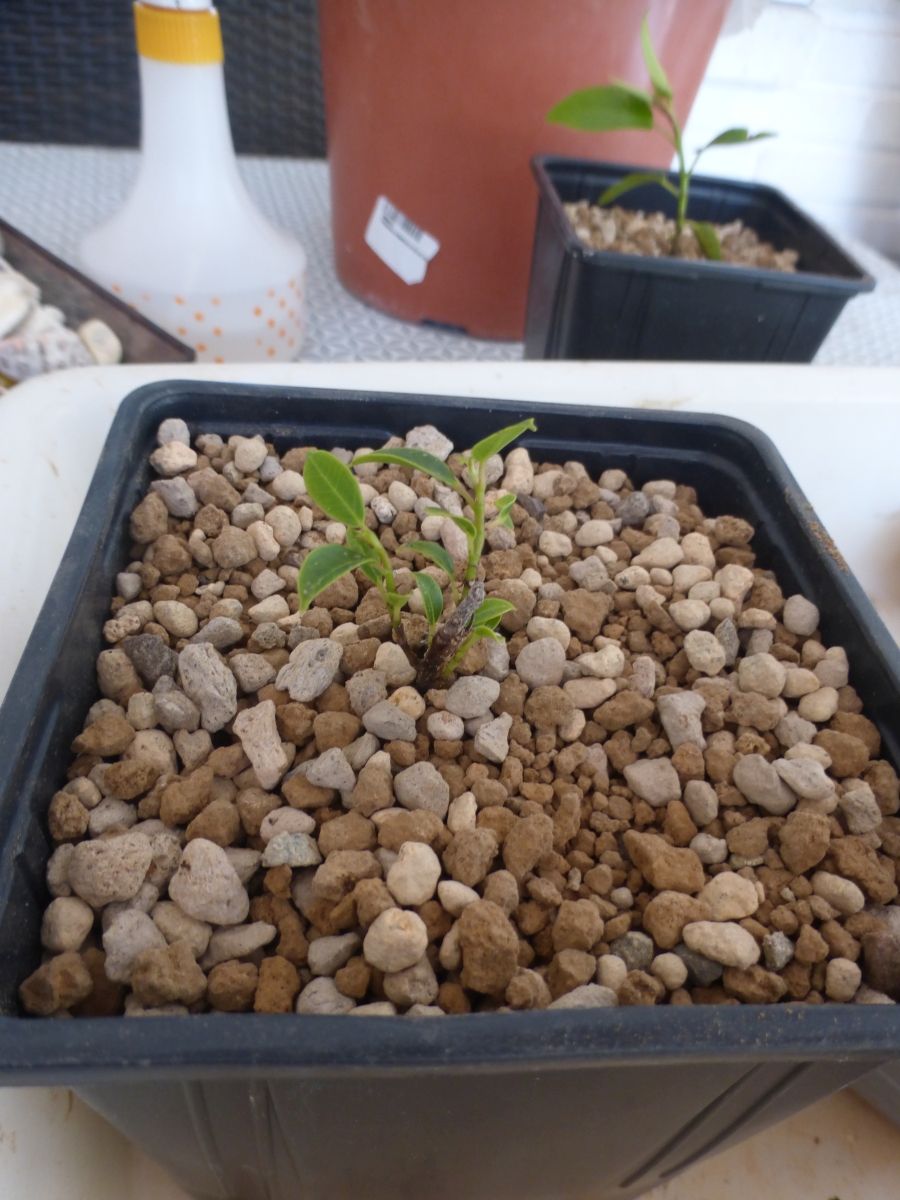 Proyecto de Ficus: F. microcarpa variedad melon seed B11