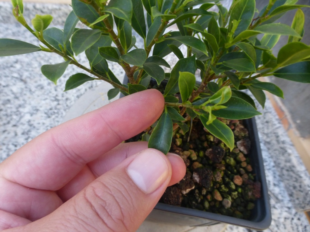 Proyecto de Ficus: F. microcarpa variedad melon seed B13