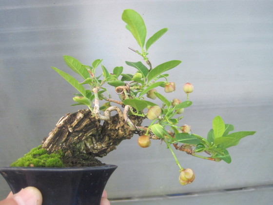 ¿Qué especies de bonsai os faltan? Img_1_10