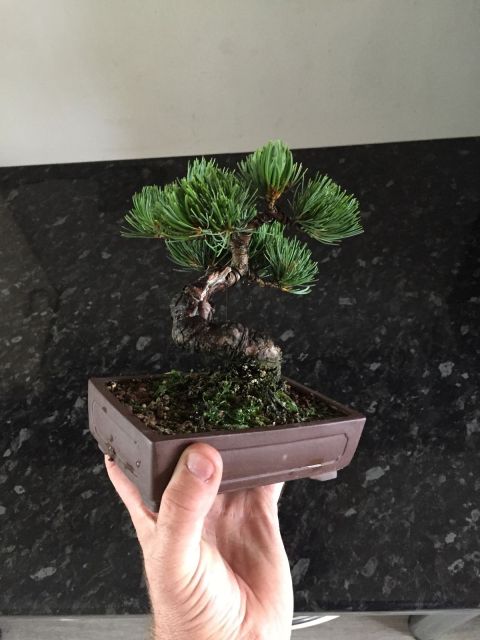¿Qué especies de bonsai os faltan? Pipent10