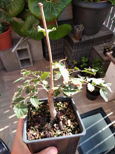 Vendo 4 plantones: Acer, Malus, Chaenomeles, Celtis [VENDIDOS] Whatsa33