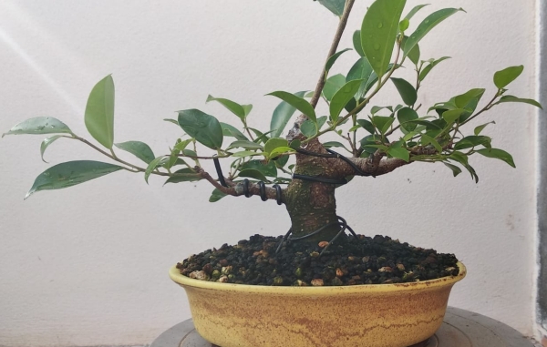 Primeros pasos de un Ficus tamaño shohin Whatsa75
