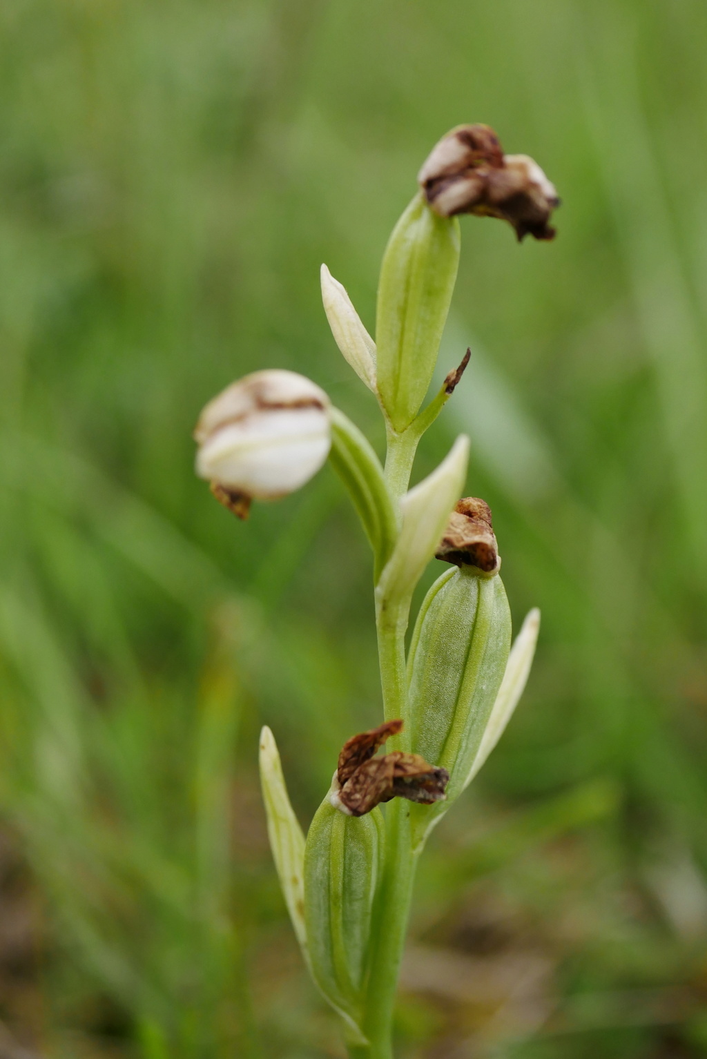 Ophrys neglecta en Sardaigne Img_5_10