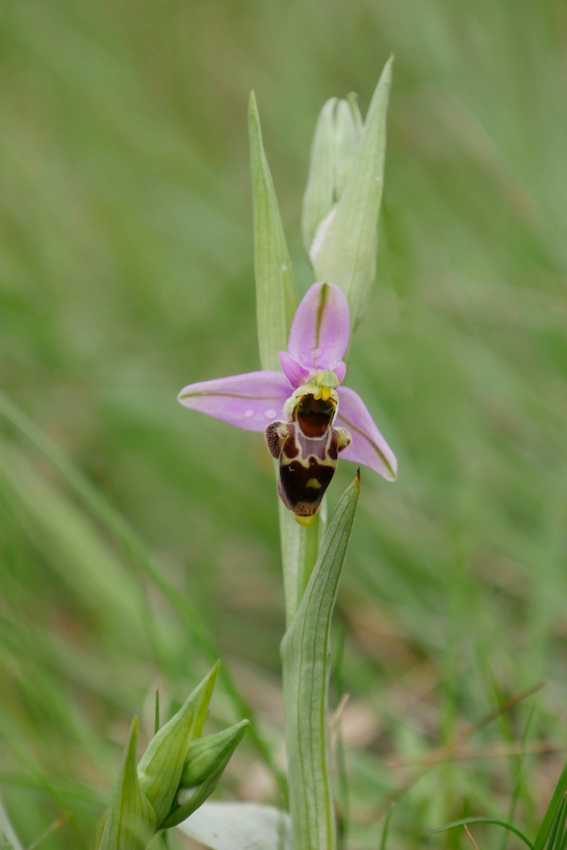 Description d'Ophrys oceanica Ophrys17