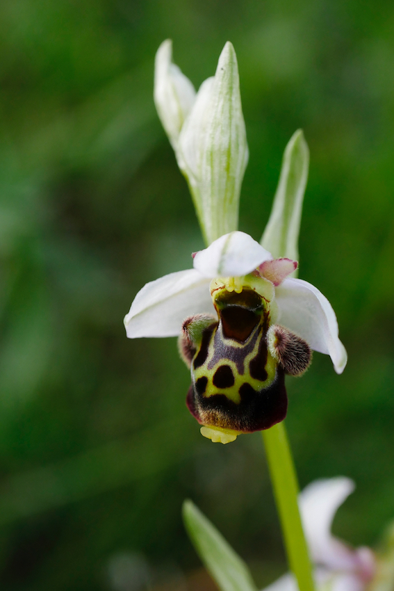 Description d'Ophrys oceanica Ophrys18