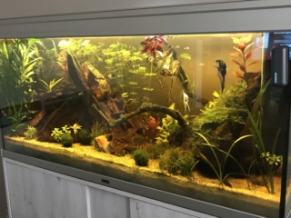 faire un aquaruim de discus ( nouveau Membre ) 300l12