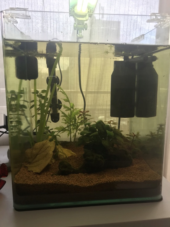 Mon 4ème aquarium 30L planté. 3b675510