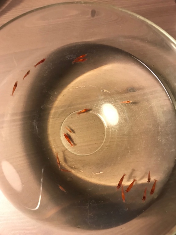 Quels sexes de crevettes dans mon bac ? Crevet10