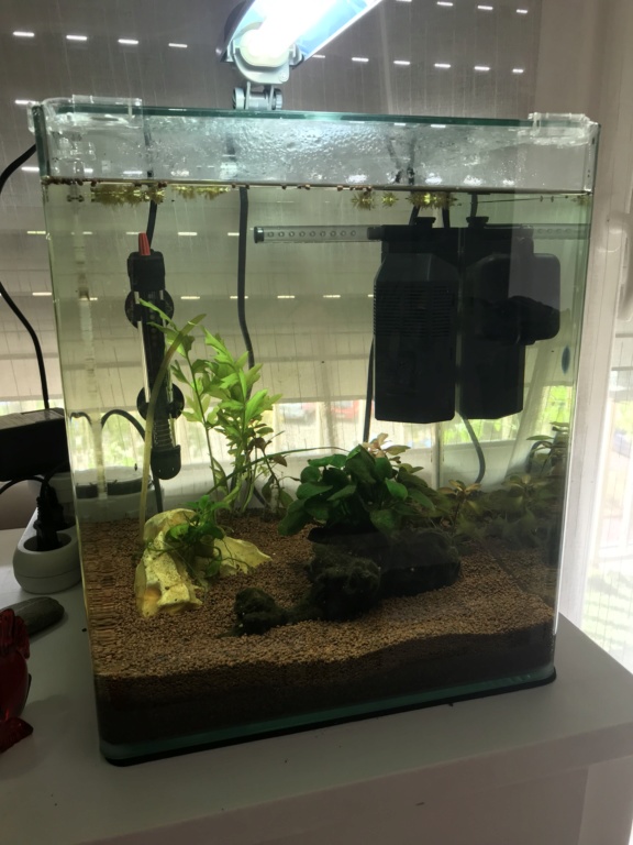 Mon 4ème aquarium 30L planté. Fe31c110