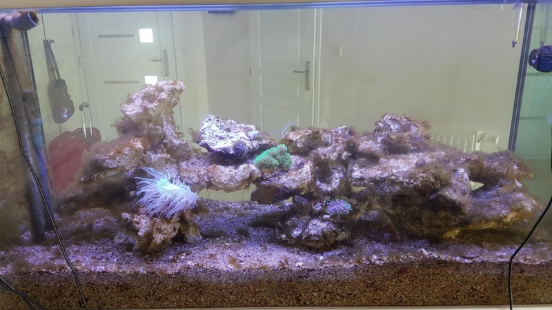 Projet aquarium aqualantis fusion 120x50x70 - Page 3 116