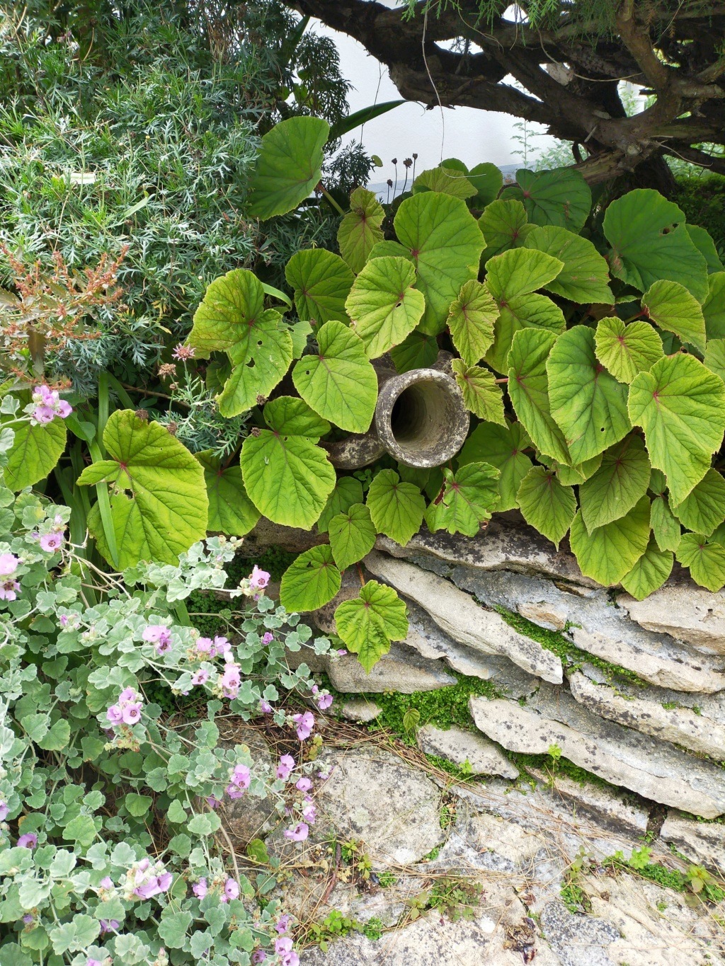 Michou - un jardin de curiosités et de botanique de Marie-Jo et de Michel " 44 " - Page 9 Img20109