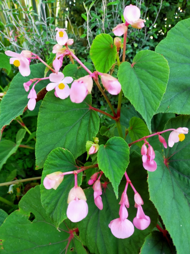 begoni* - Begonia grandis subsp. evansiana - Page 2 Img20150