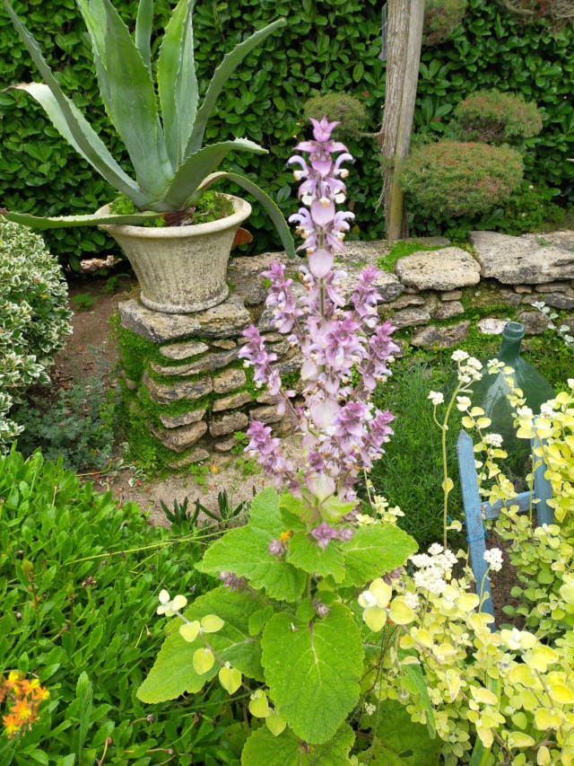 Michou - un jardin de curiosités et de botanique de Marie-Jo et de Michel " 44 " - Page 9 Img20157